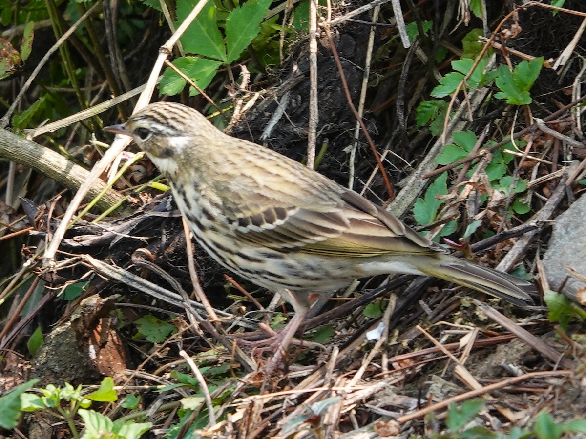 Olive-backed Pipit - ML619876977