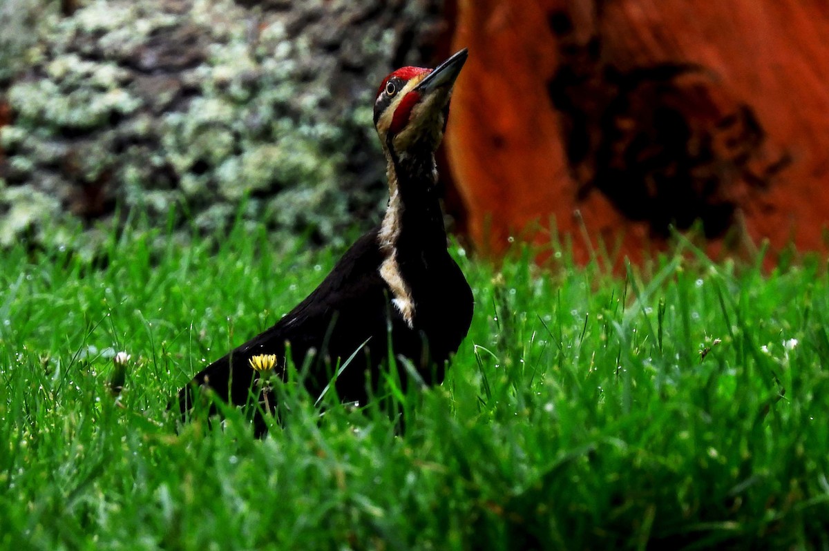 Pileated Woodpecker - ML619876988