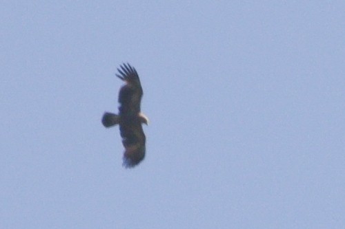 Lesser Spotted Eagle - ML619877002