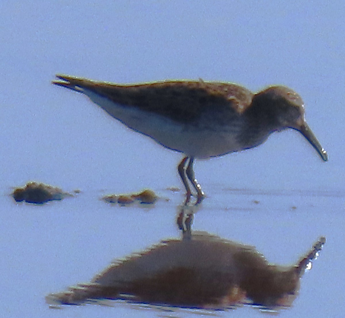 Weißbürzel-Strandläufer - ML619877006