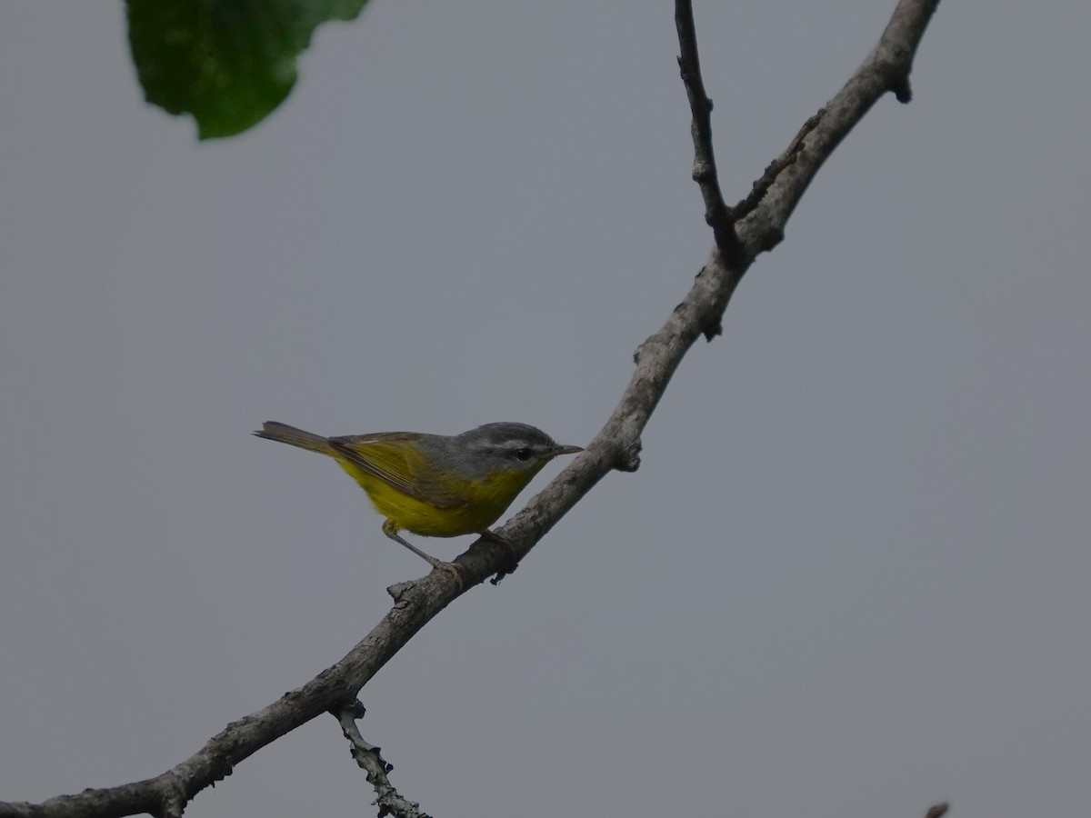 Yellow-bellied Warbler - Kumar R N