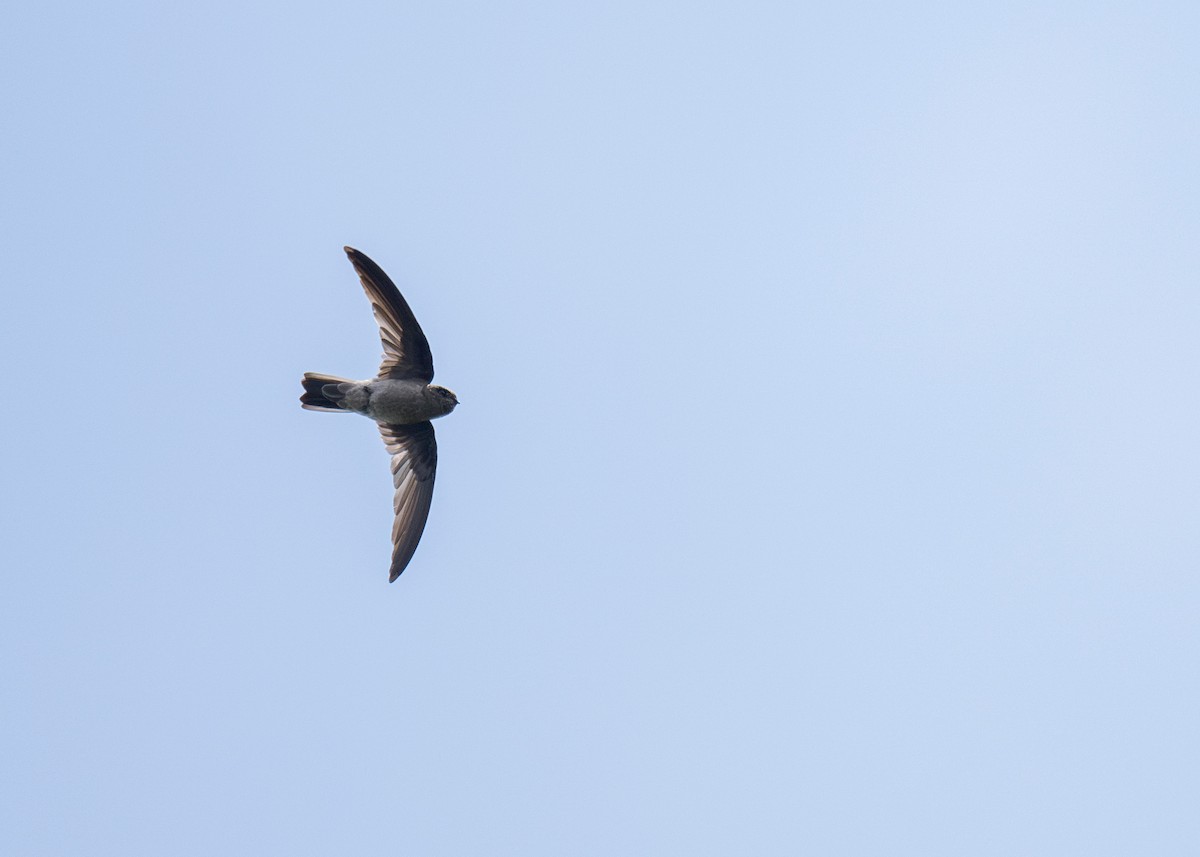 Cave Swiftlet - ML619877013