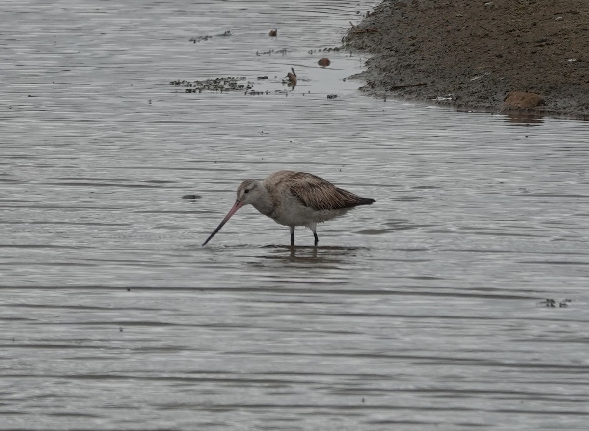 Bar-tailed Godwit - ML619877015