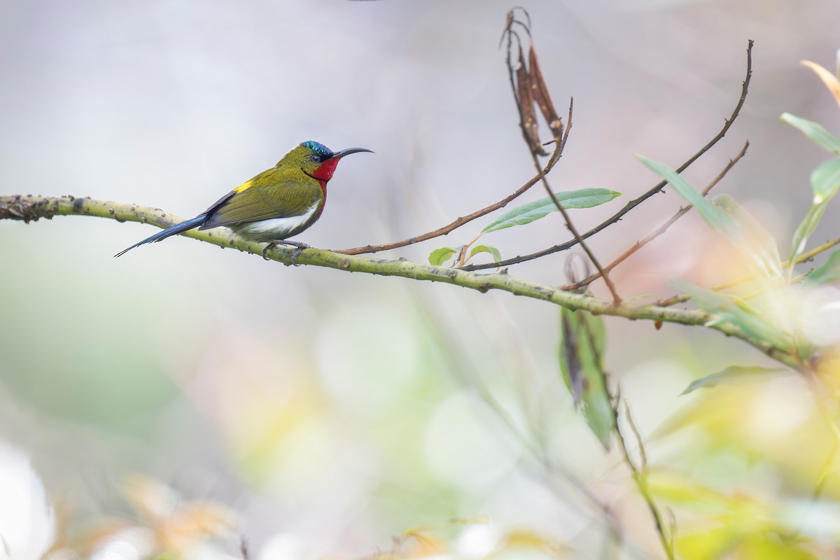 White-flanked Sunbird - ML619877032