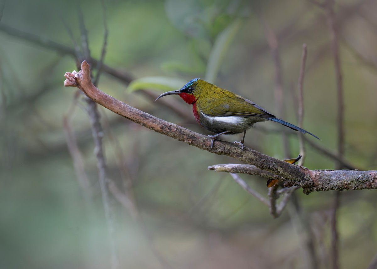 White-flanked Sunbird - ML619877033