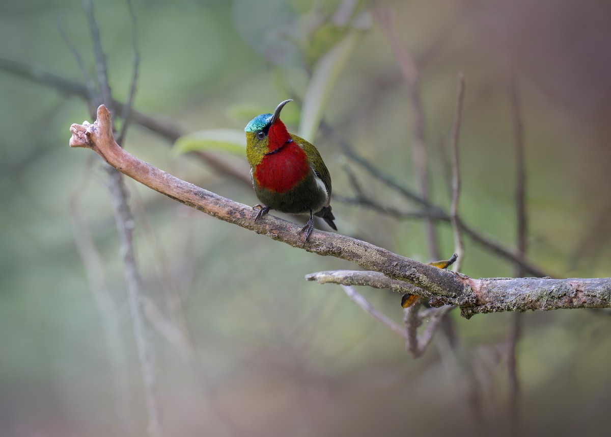 White-flanked Sunbird - ML619877034