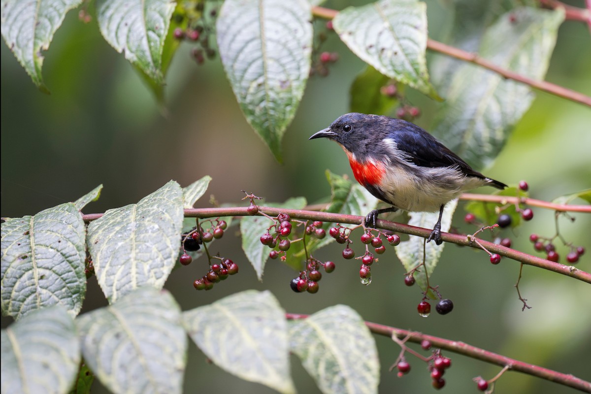 Javan Flowerpecker - Heyn de Kock