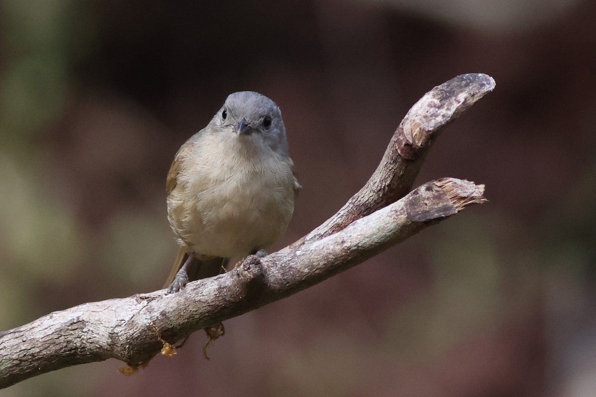 Brown-cheeked Fulvetta - ML619877051