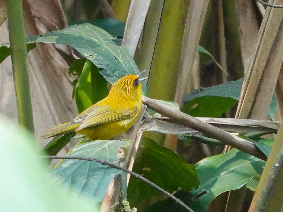 Golden Babbler - ML619877062