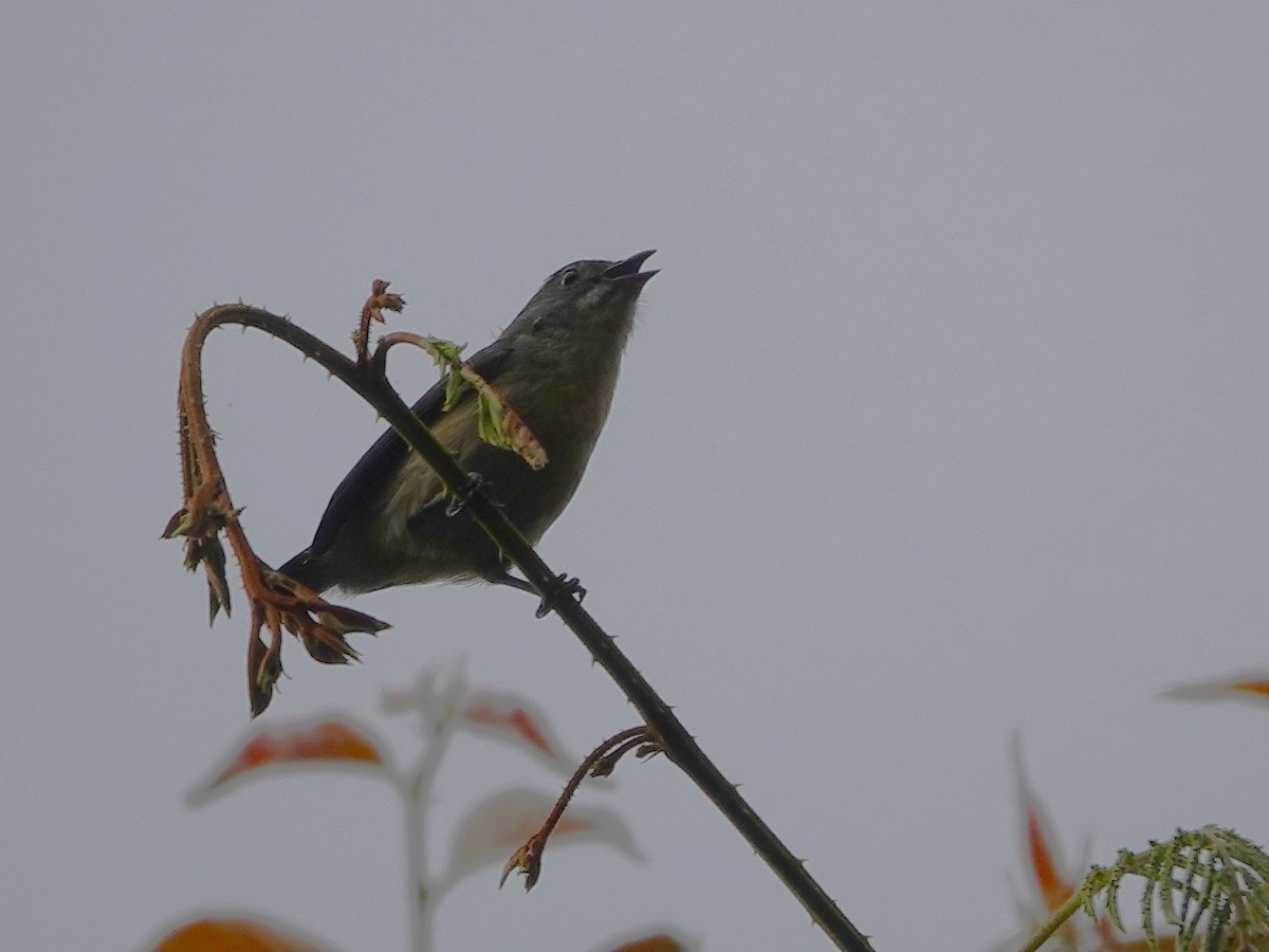 Fire-breasted Flowerpecker - ML619877067