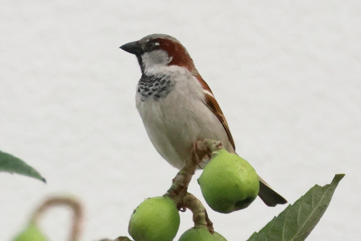 House Sparrow - ML619877072