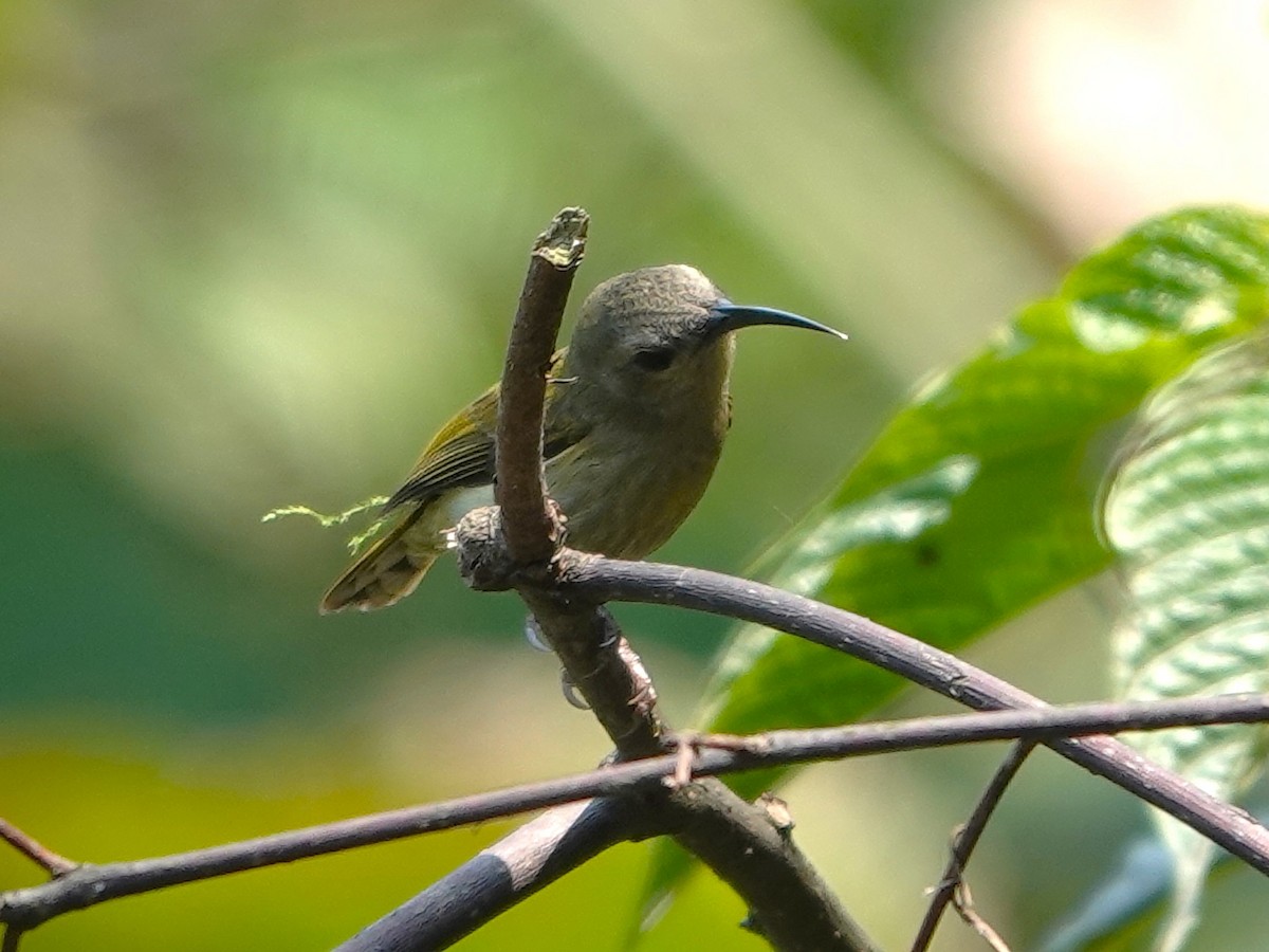 Green-tailed Sunbird - ML619877073