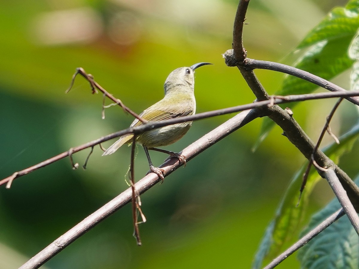Green-tailed Sunbird - ML619877074