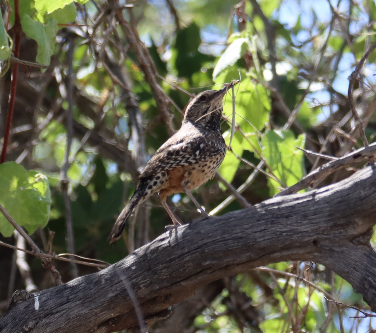 Cactus Wren - ML619877102