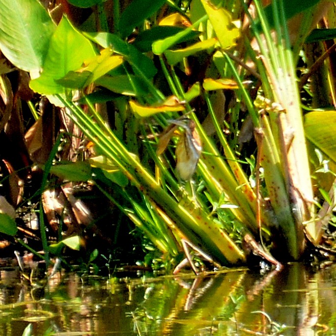 Least Bittern - ML619877104