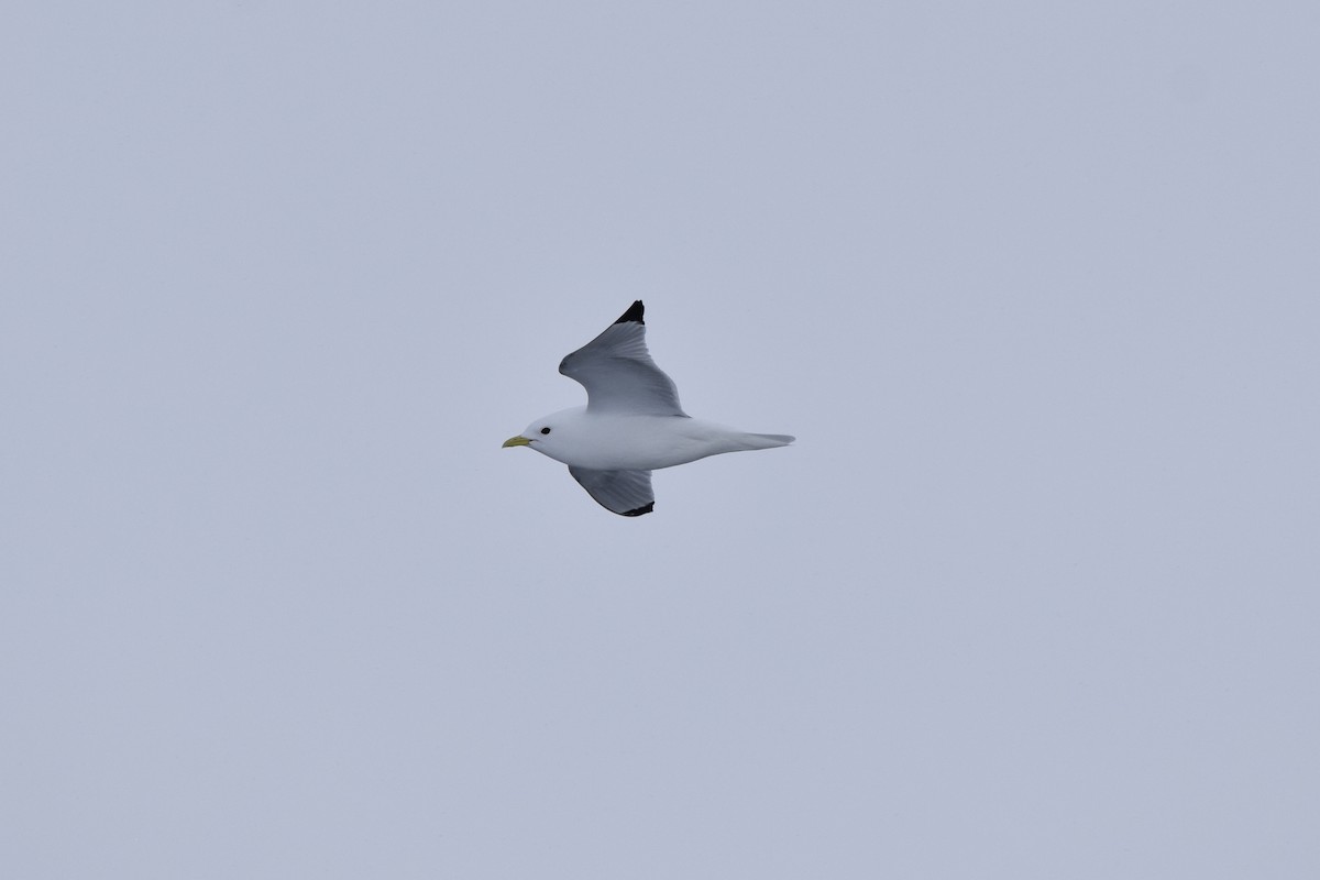 Black-legged Kittiwake - ML619877111