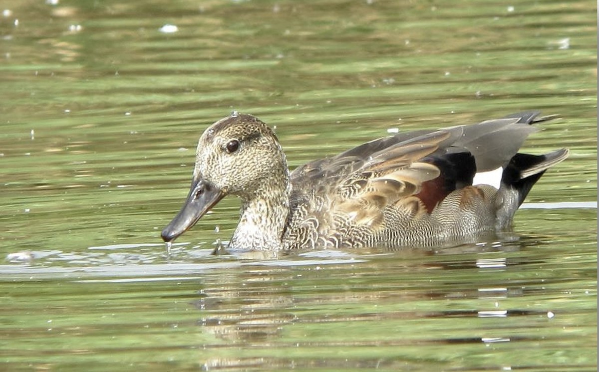 Gadwall - ML619877120