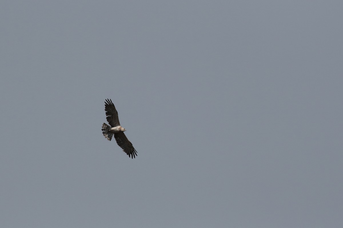 Short-toed Snake-Eagle - ML619877133