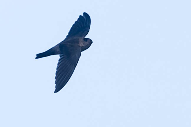 Himalayan Swiftlet - ML619877137