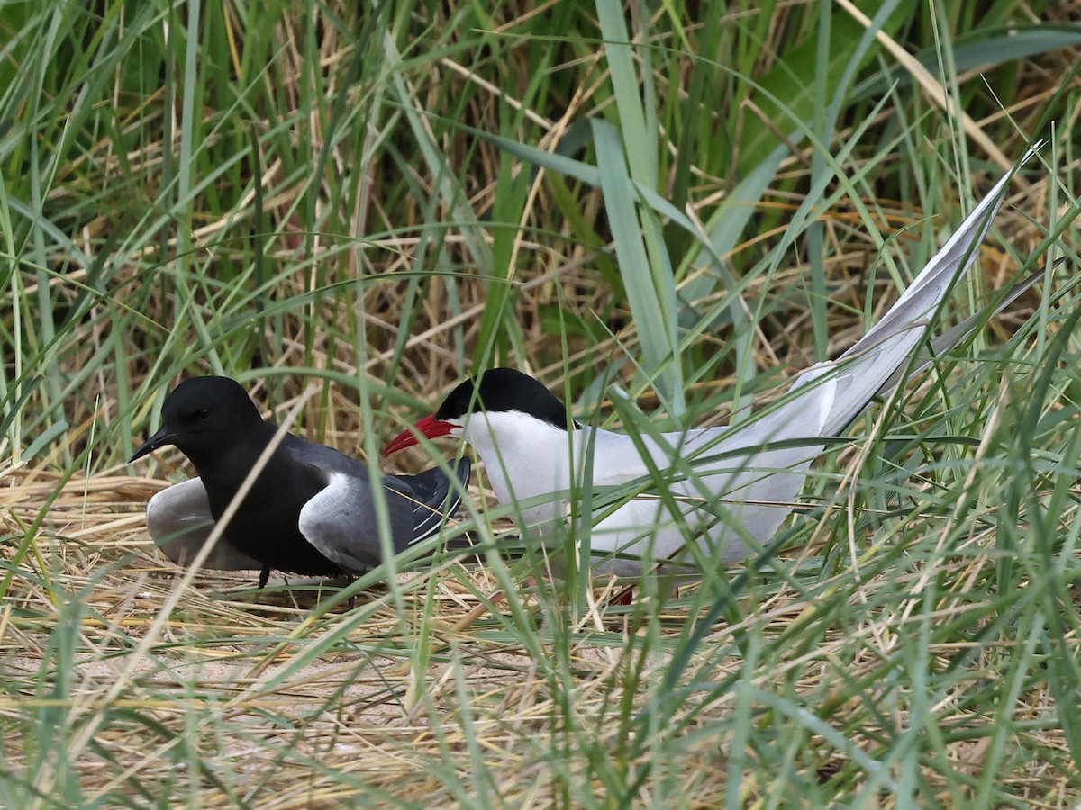 Black Tern (American) - ML619877143