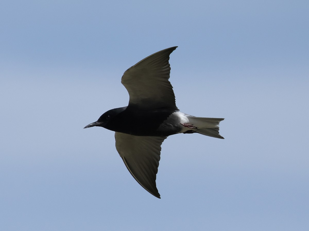Black Tern (American) - ML619877144