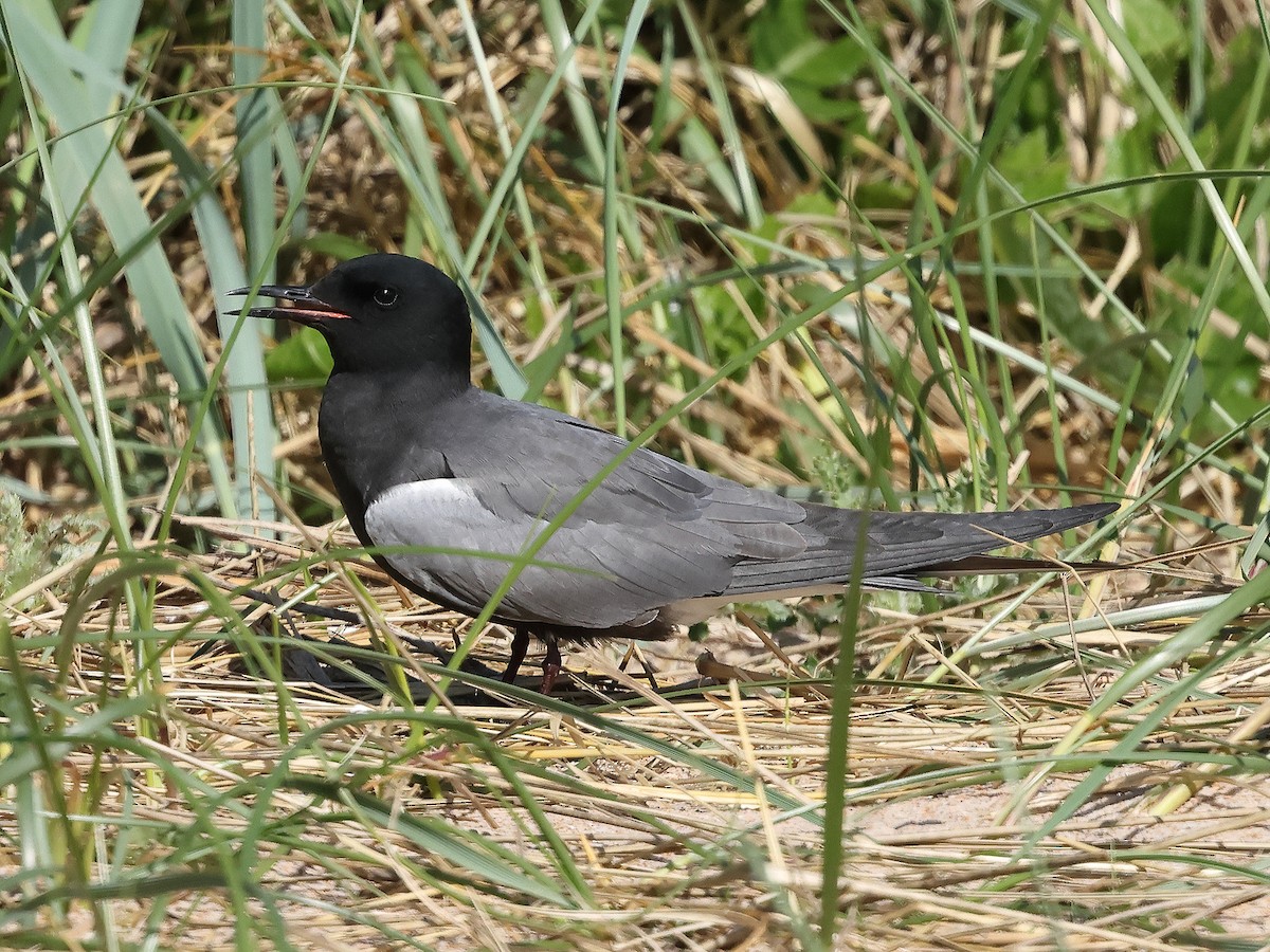 Trauerseeschwalbe (surinamensis) - ML619877145