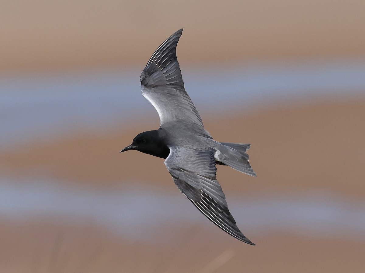 Black Tern (American) - ML619877146