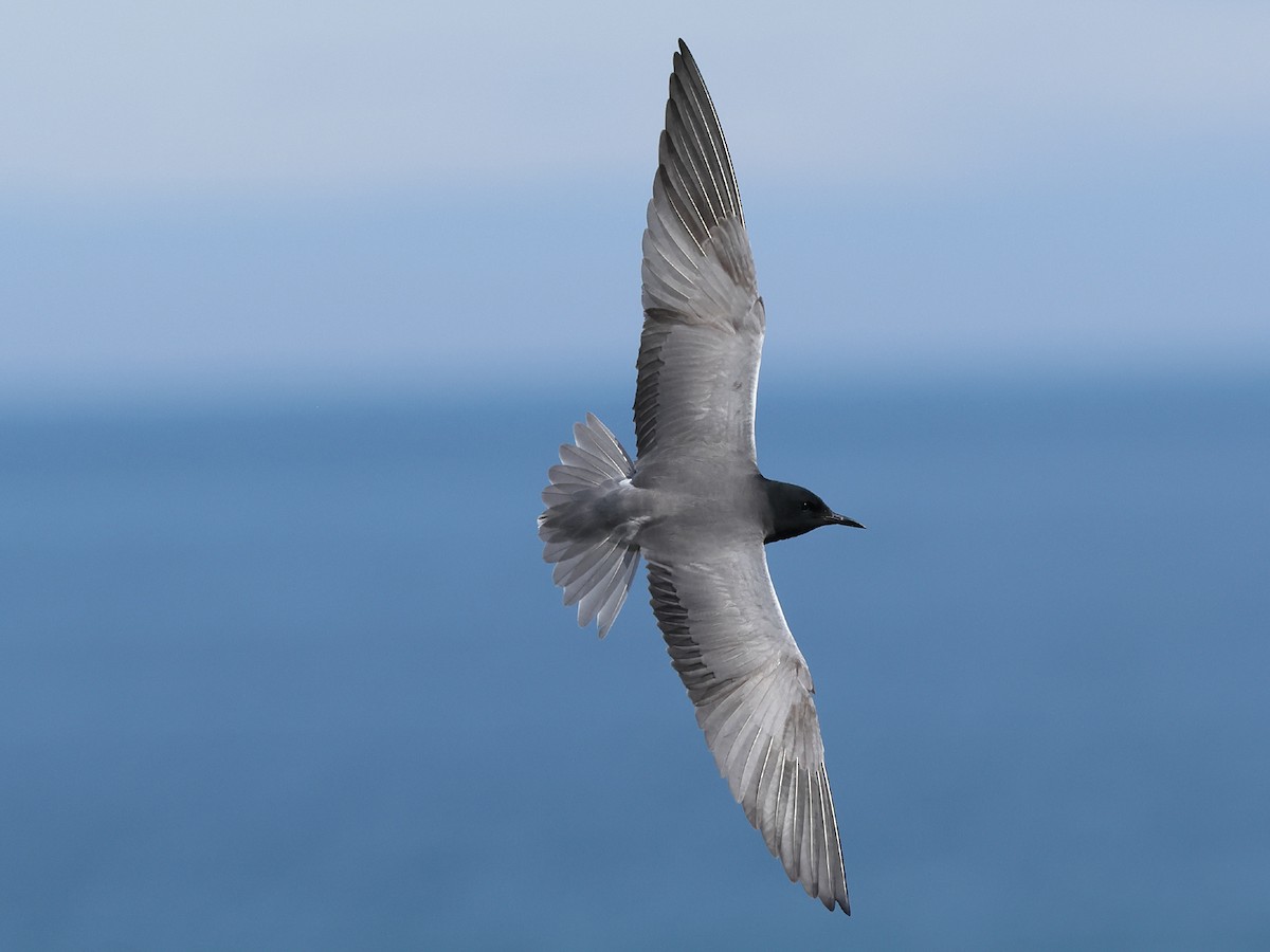 Black Tern (American) - ML619877147