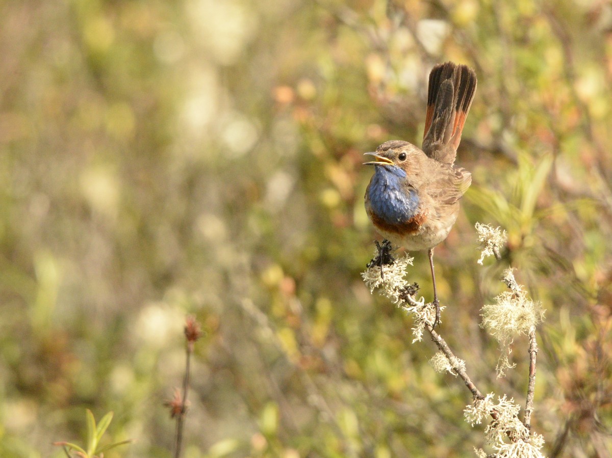 Blaukehlchen (azuricollis) - ML619877166