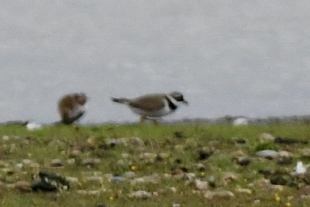 Common Ringed Plover - ML619877179