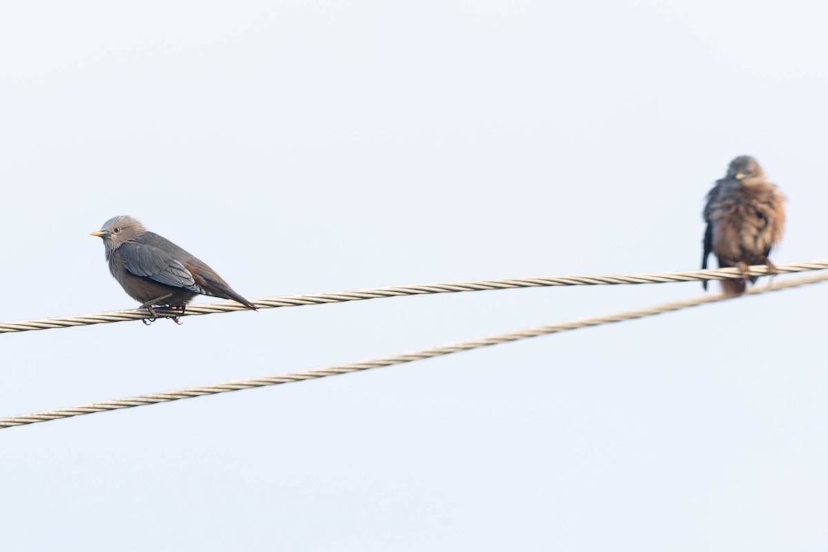 Chestnut-tailed Starling - ML619877188