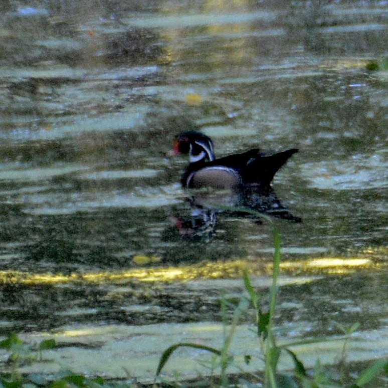 Wood Duck - ML619877189