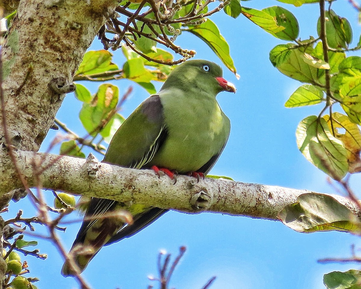 African Green-Pigeon - ML619877199