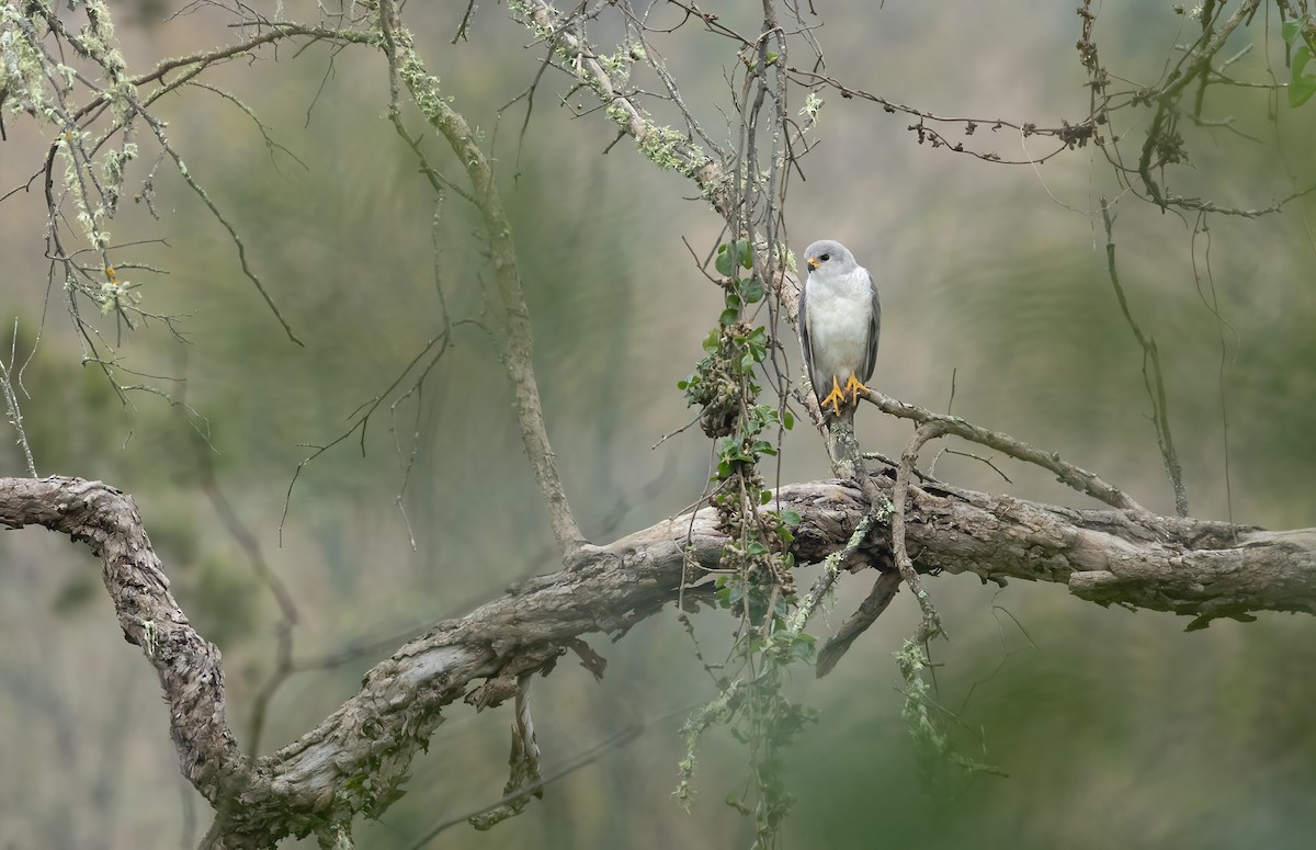 Gray Goshawk - ML619877213