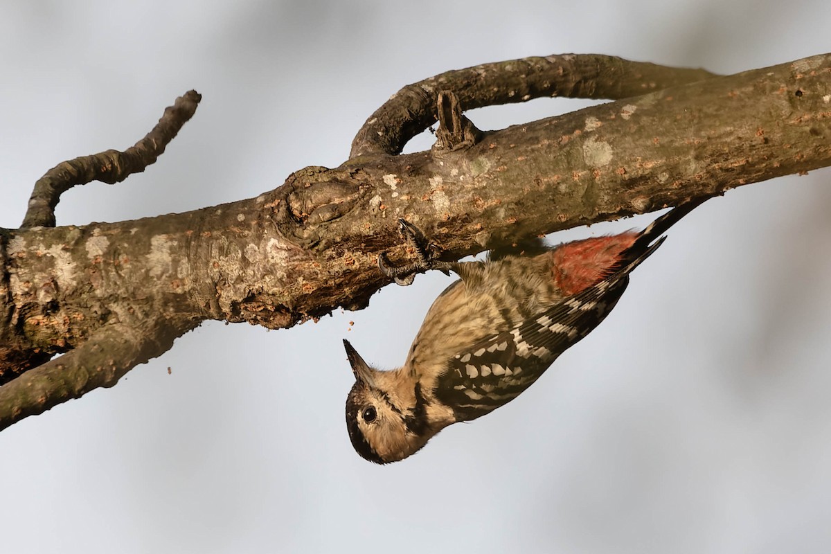 Fulvous-breasted Woodpecker - Zebedee Muller