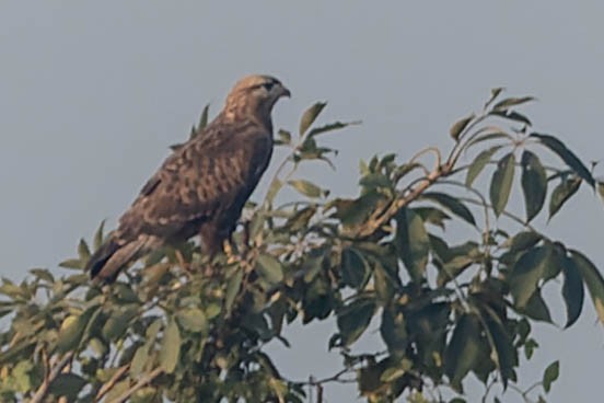 Buteo sp. - ML619877222