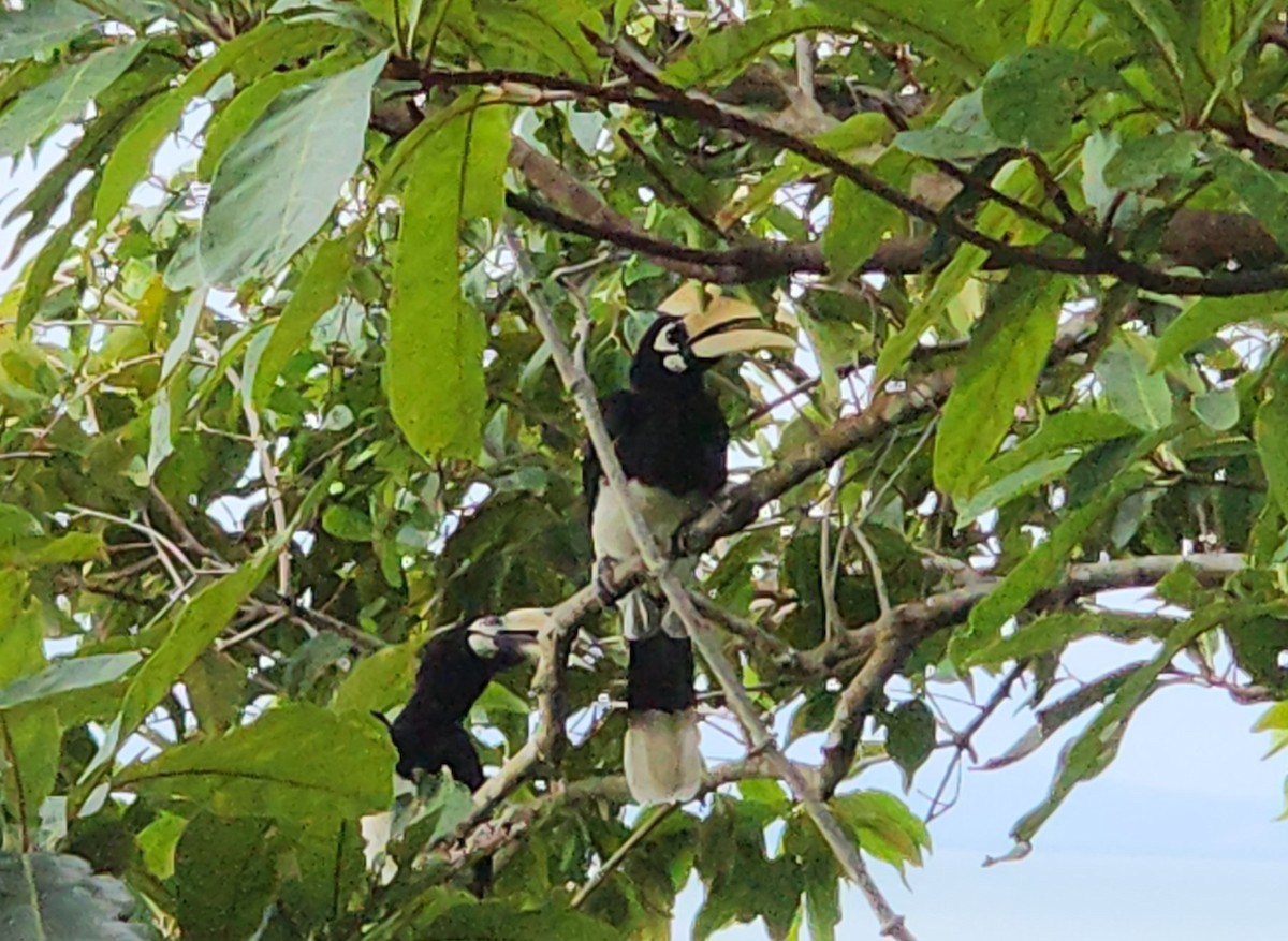 Oriental Pied-Hornbill - ML619877225