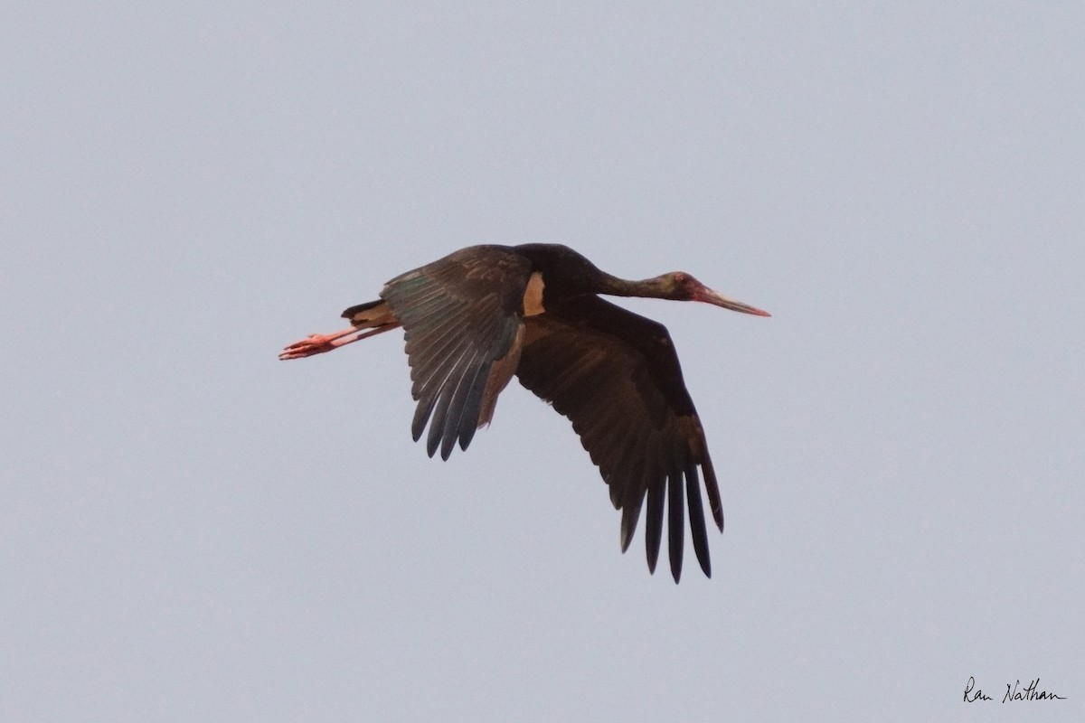 Black Stork - ML619877228