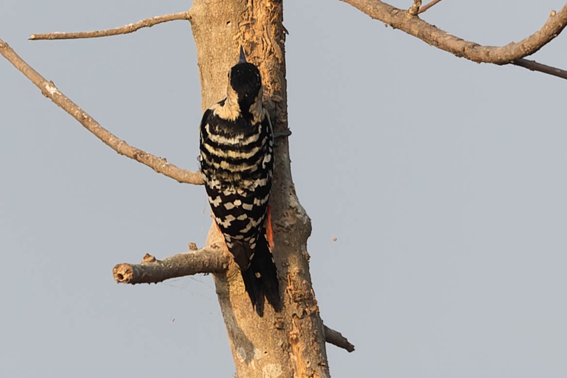 Fulvous-breasted Woodpecker - ML619877233