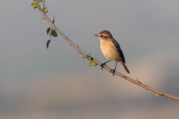 Siberian Stonechat - ML619877243