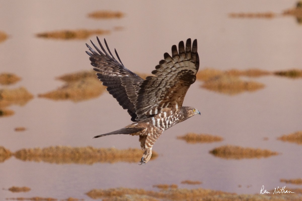 European Honey-buzzard - ML619877249