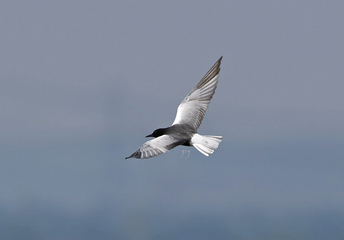 White-winged Tern - ML619877258