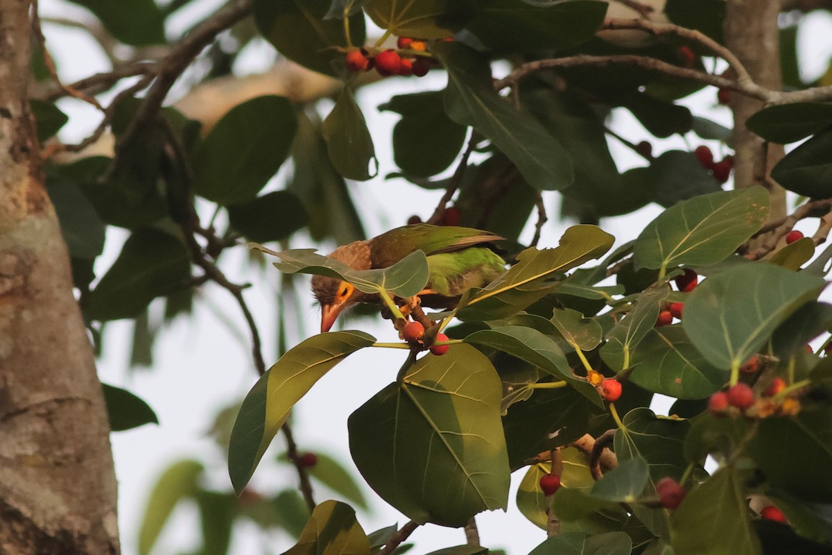 Brown-headed Barbet - ML619877271