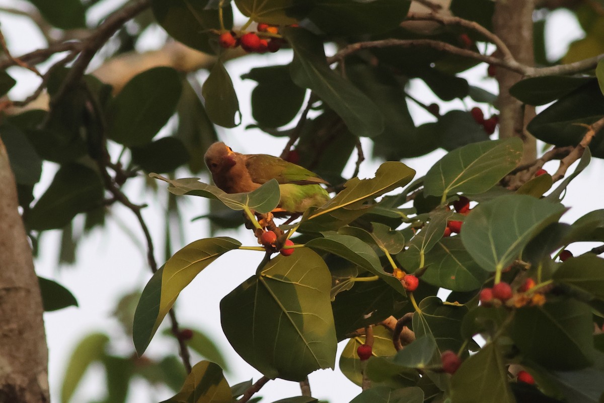 Brown-headed Barbet - ML619877272