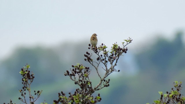Pipit des arbres - ML619877284