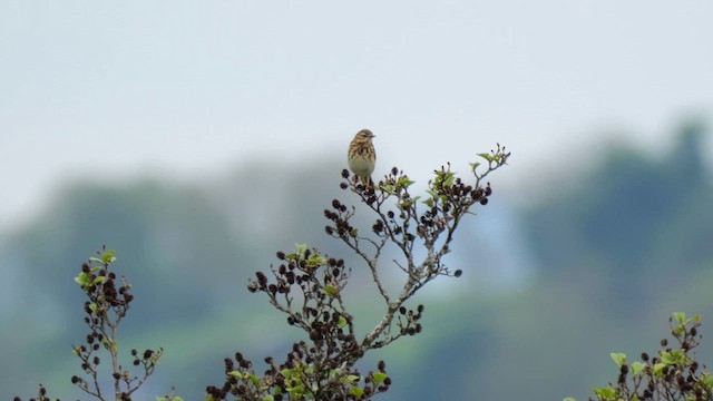 Tree Pipit - ML619877284