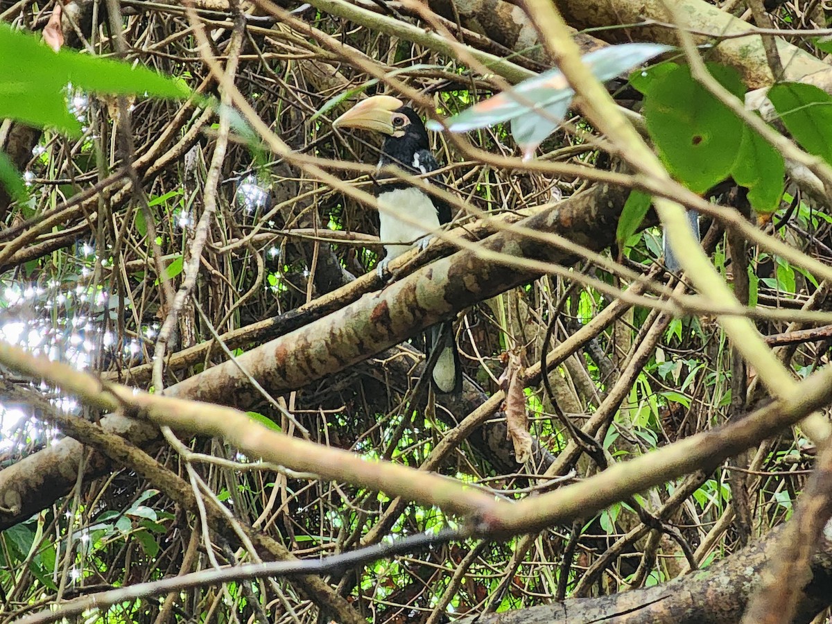 Oriental Pied-Hornbill - ML619877296