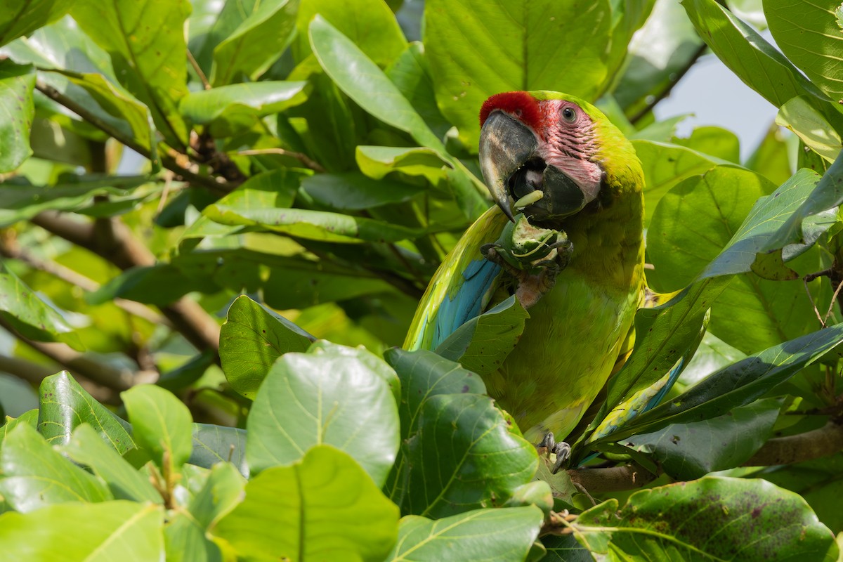 Great Green Macaw - ML619877303