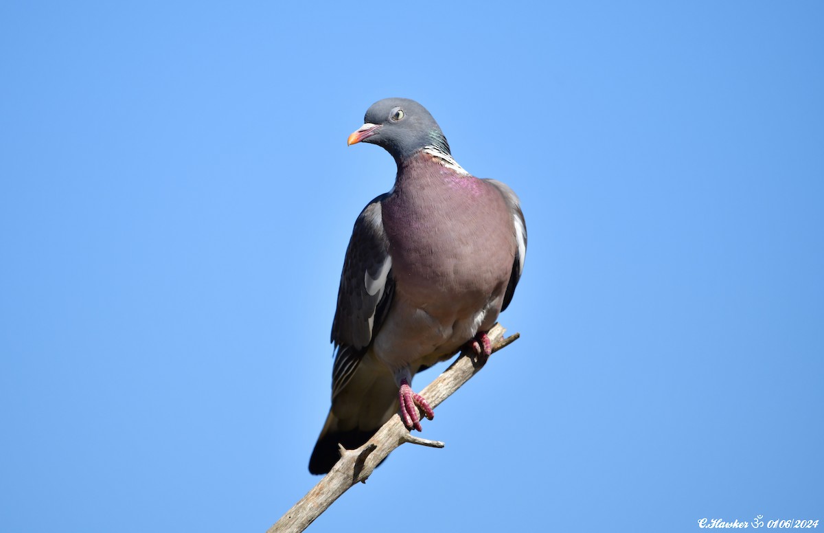 Common Wood-Pigeon - ML619877315