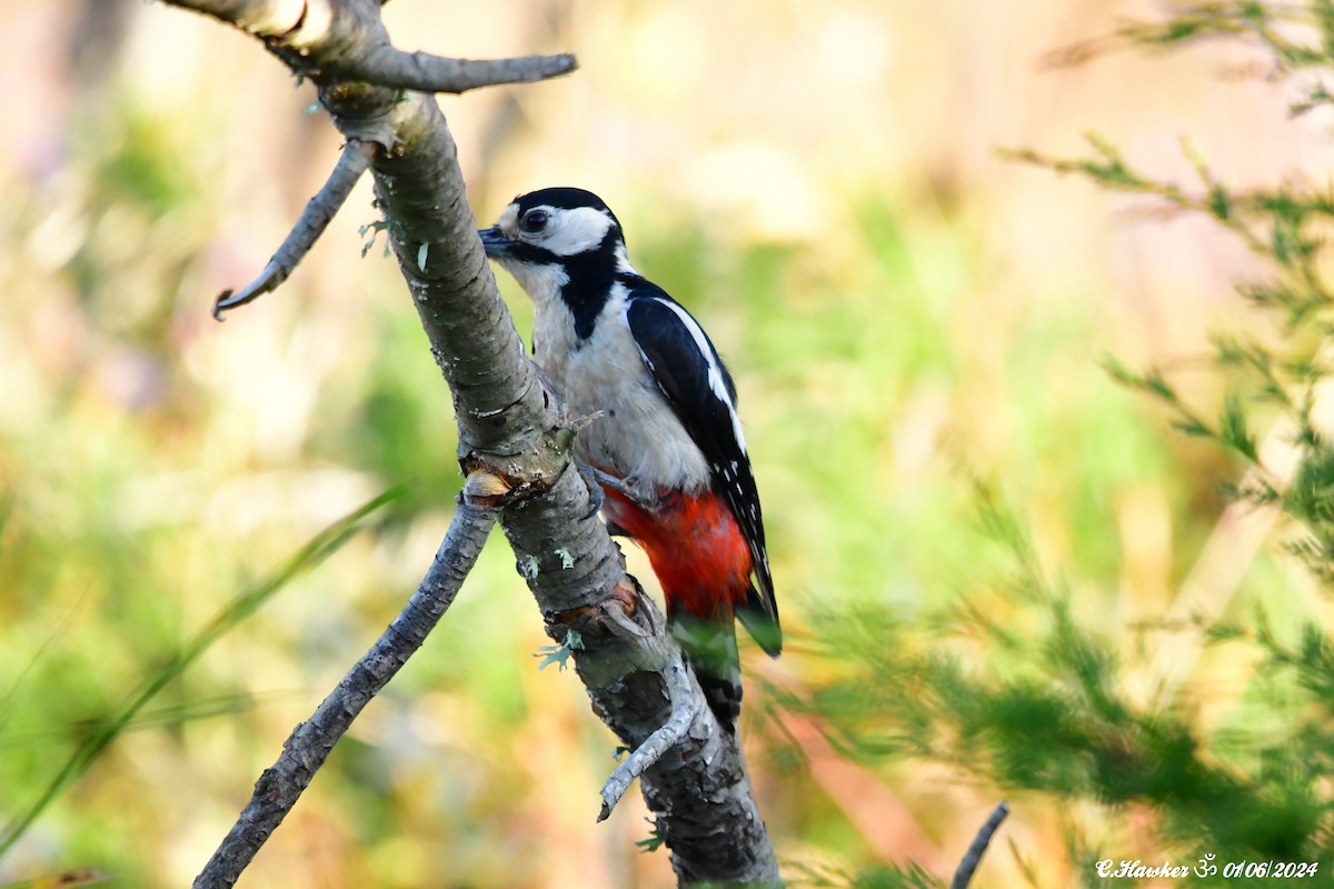 Great Spotted Woodpecker - ML619877327